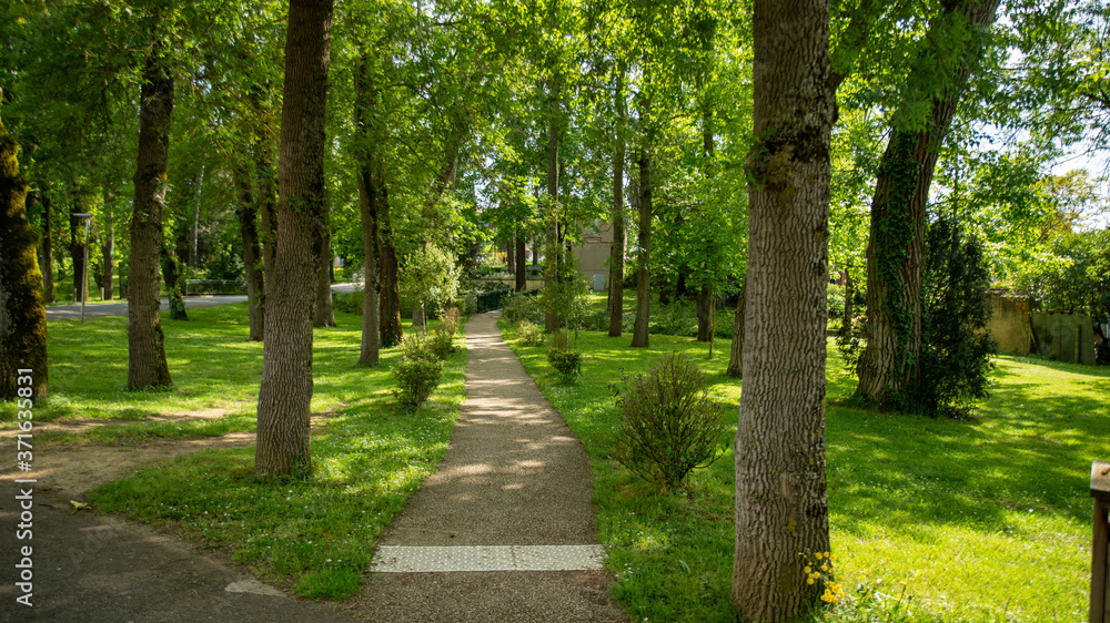 Small path among trees and lush green vegetation