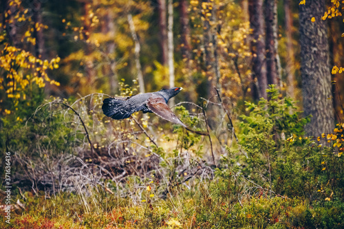 Obraz na plátně Male of western Capercaillie in colorful fall forest