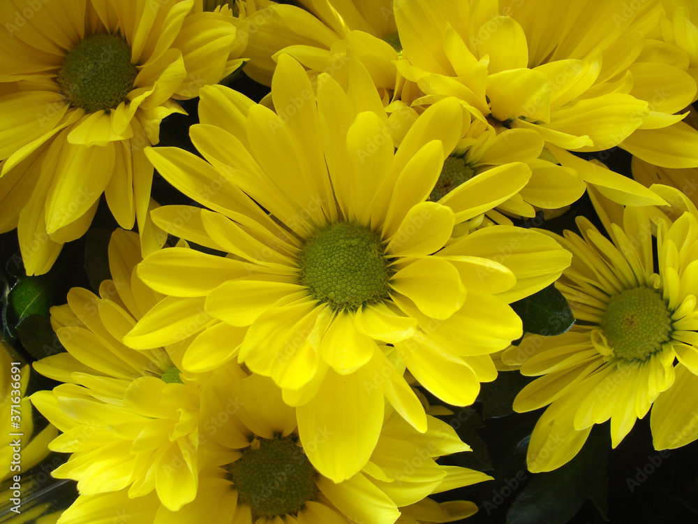 Chrysanthemums 2 Chrysanthemums 2