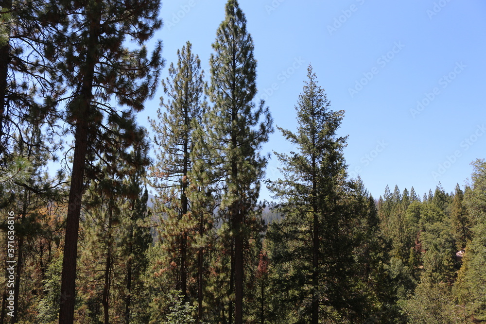 Views of Yosemite National Park 