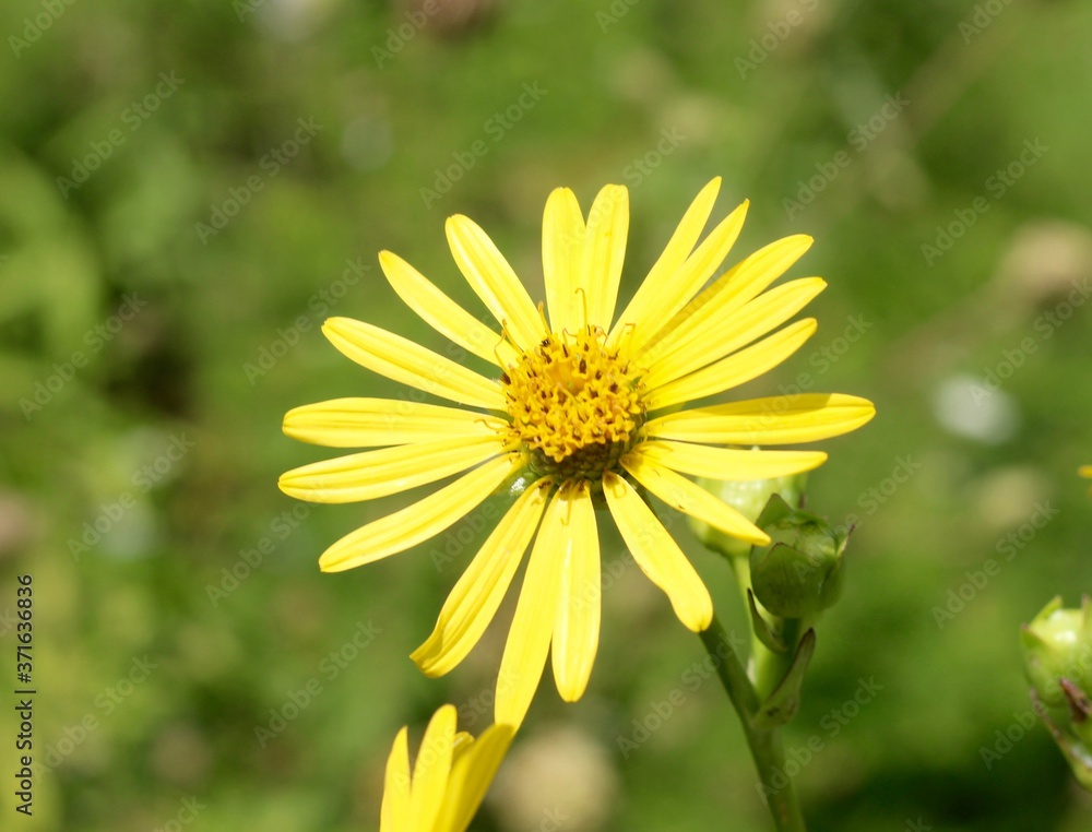 A close view of the yellow wildflower in the field. A close view of the yellow wildflower in the field.