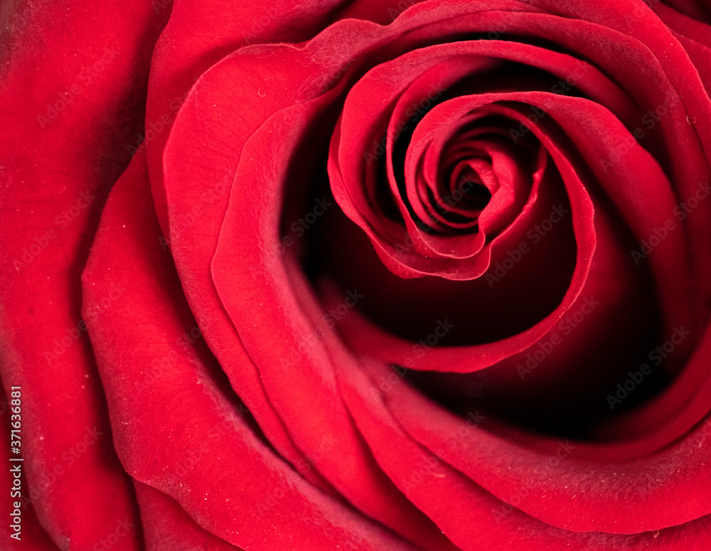 Red Rose Red Rose