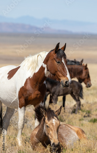 Wild Horse Mare and Foal in the Utah Desert