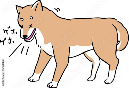 咳が出る柴犬