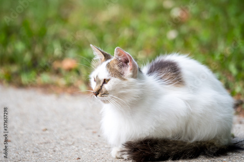 One white and grey stray cat on a garden alley with green blurred background in the background.