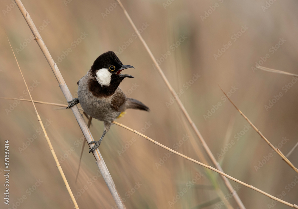 Obraz premium White-cheeked bulbul perched on reed