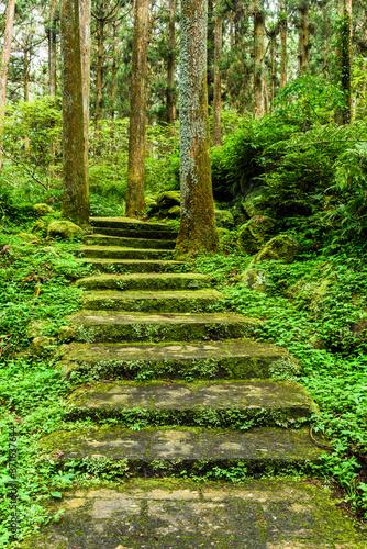 The forest stone stairs path passes through the forest in Zhushan Nantou  Taiwan.