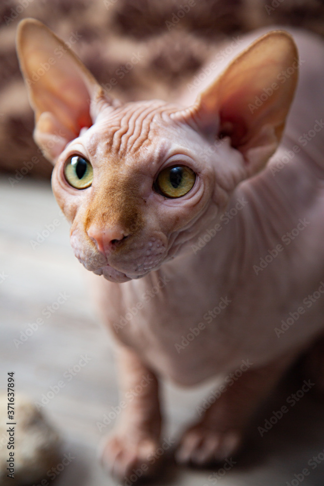 Sphinx cat portrait in warm colors