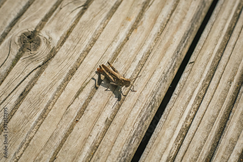 Heuschrecke sitzt auf dem Holzboden Makro