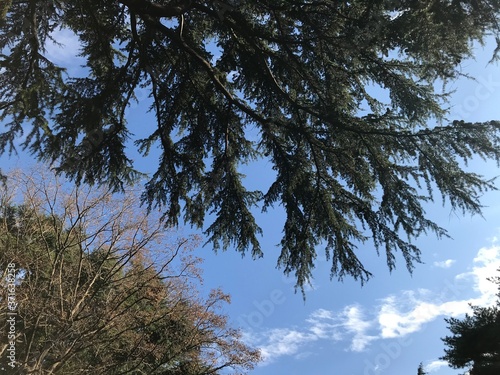 pine tree and sky © Ken