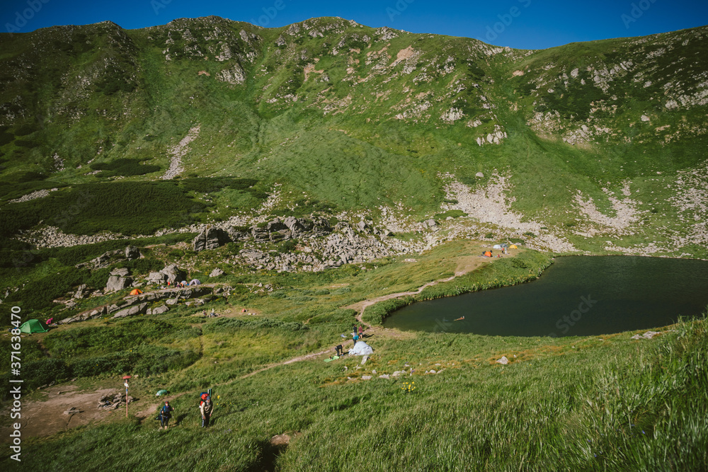 A herd of sheep standing on top of a lush green hillside