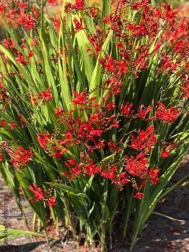 Red flowers of the garden plant Crocosmia
