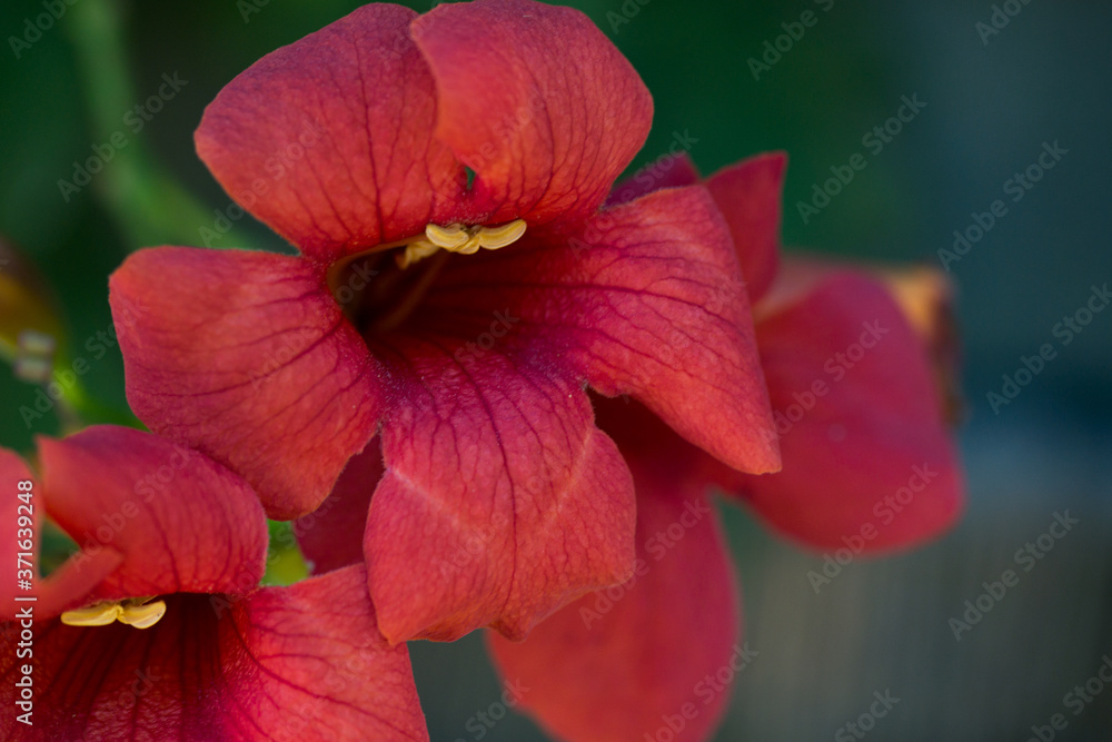 kwiat makro czerwony płatki roślina - obrazy, fototapety, plakaty 