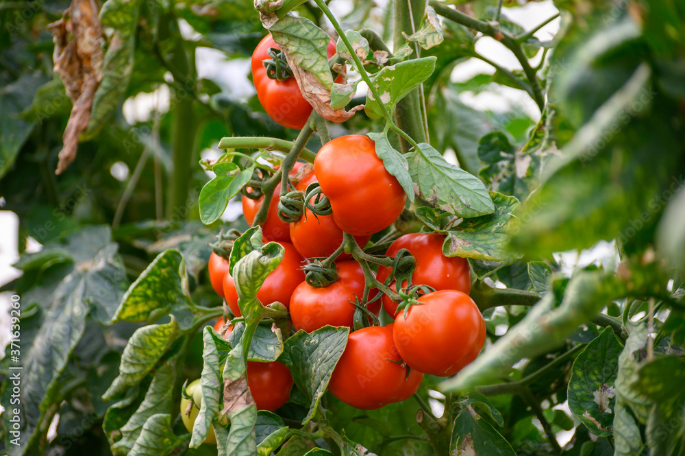 Cultivation of organic tomatoes in plastic greenhouses in Lazio, Italy