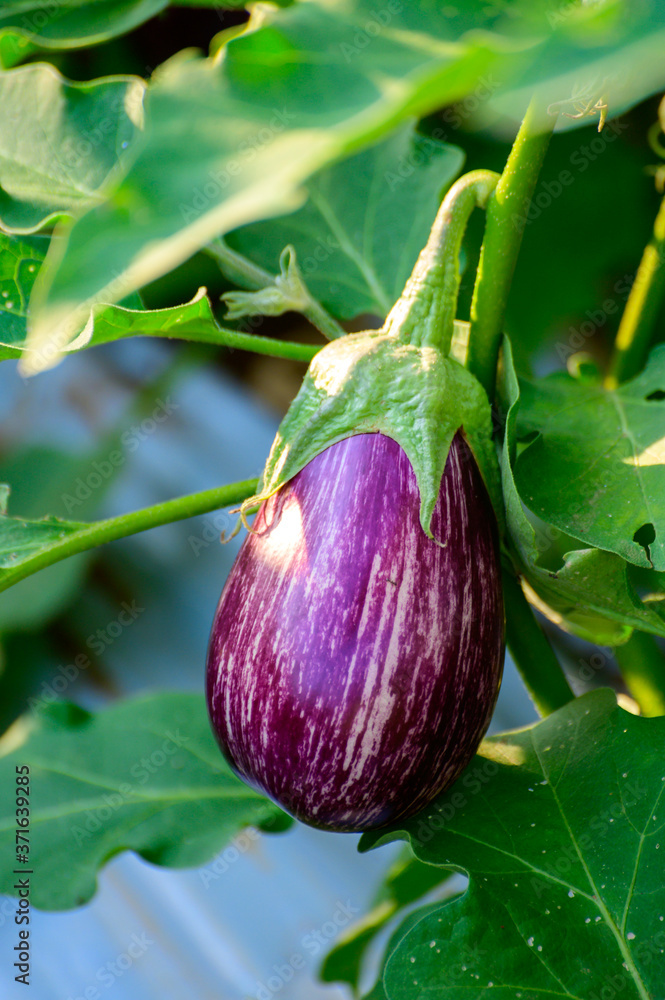 New harvest of ripe purple eggplants vegetables in Italy New harvest of ripe purple eggplants vegetables in Italy