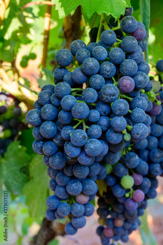 Ripe red grapes growing on vineyards in Campania, South of Italy used for making red wine