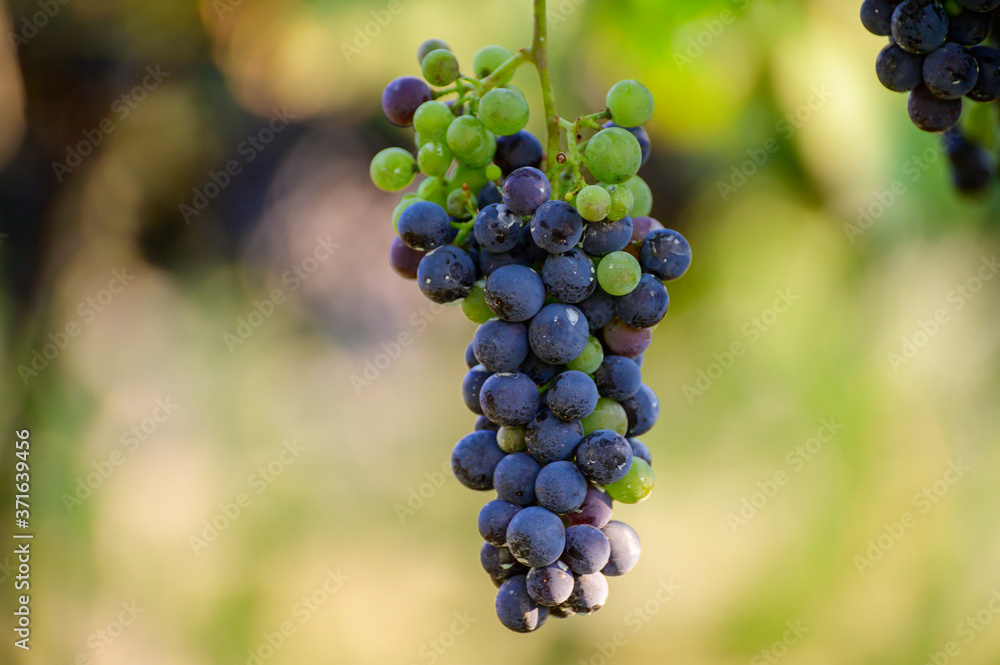 Ripe red grapes growing on vineyards in Campania, South of Italy used for making red wine