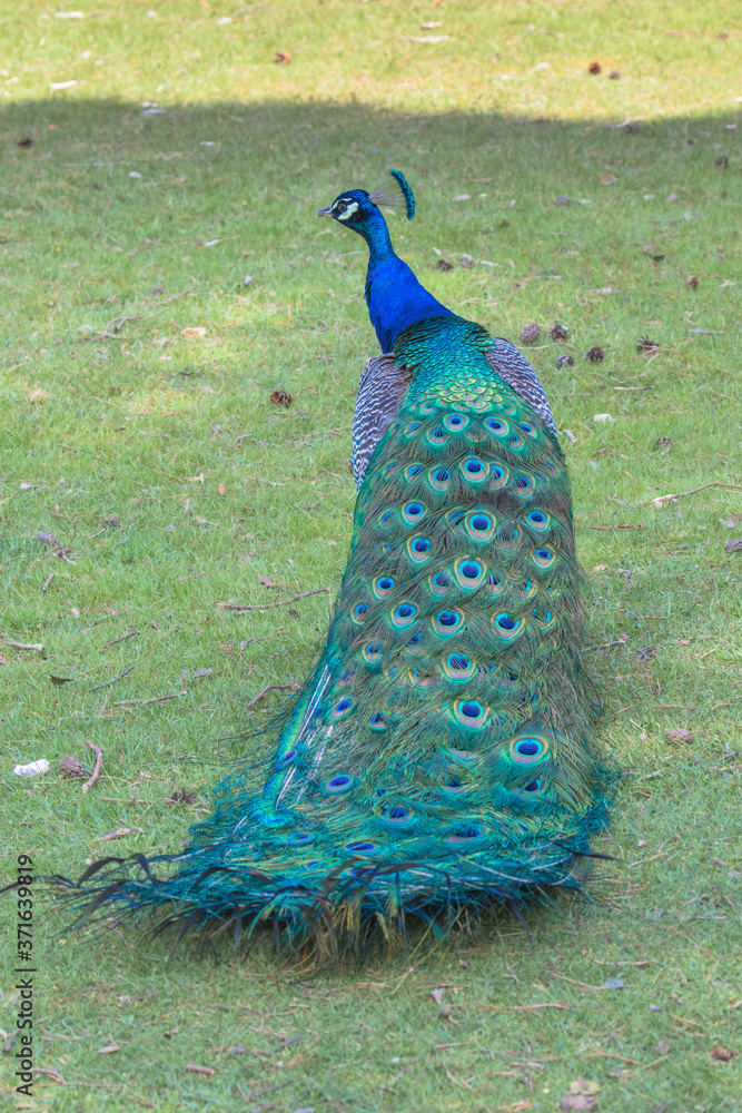 Obraz premium Adult Male Peacock in the grass
