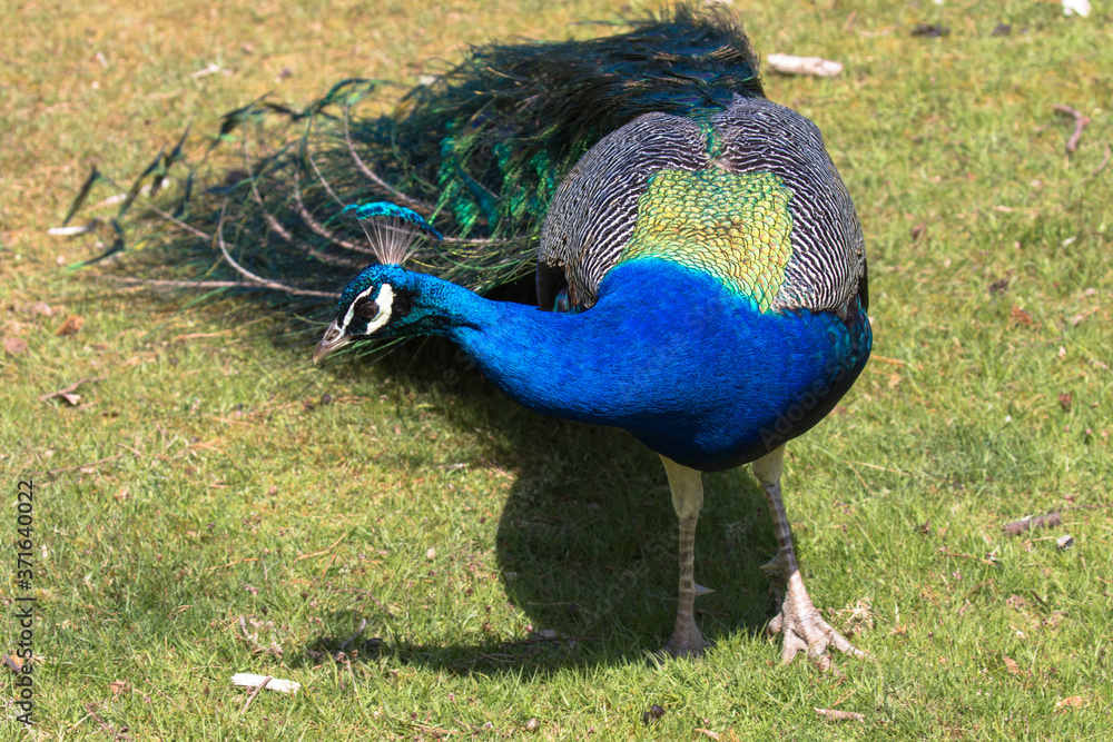 Obraz premium Adult Male Peacock in the grass