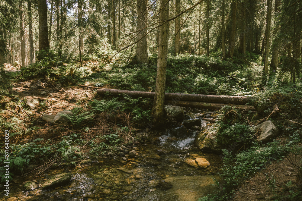 Fototapeta premium A tree in the middle of a forest