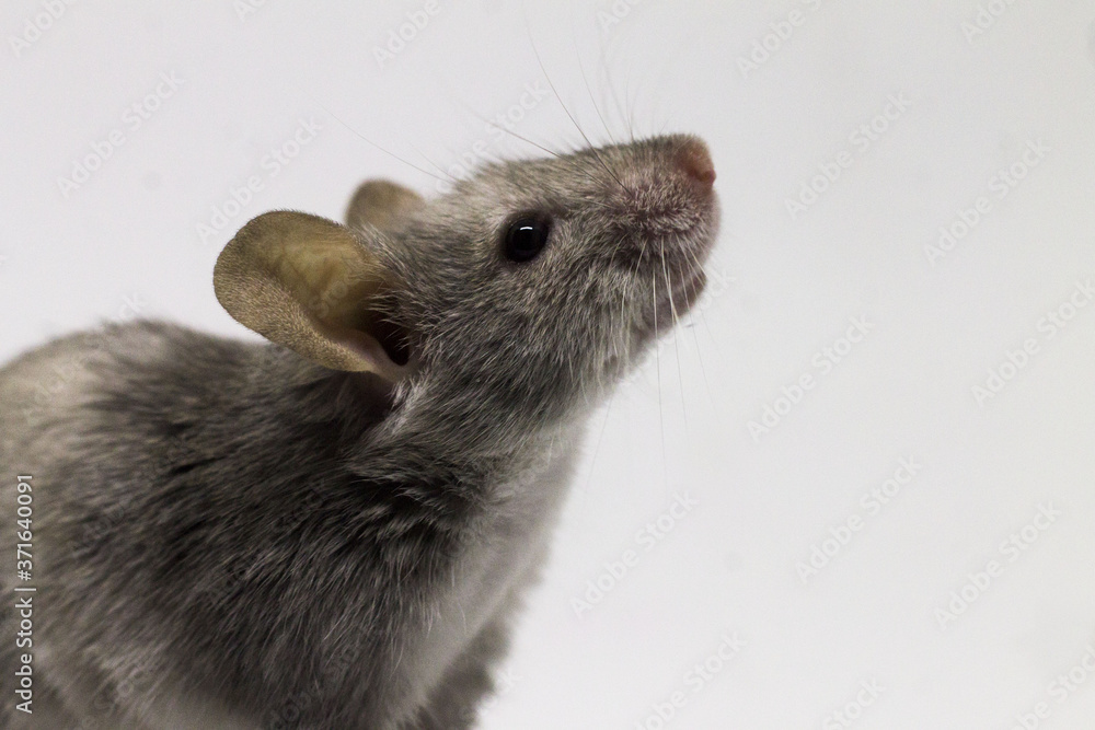 Gray mouse - obrazy, fototapety, plakaty 