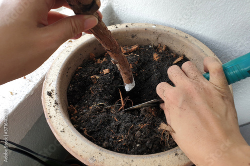 Fotografie Plant propagation with rooting powder