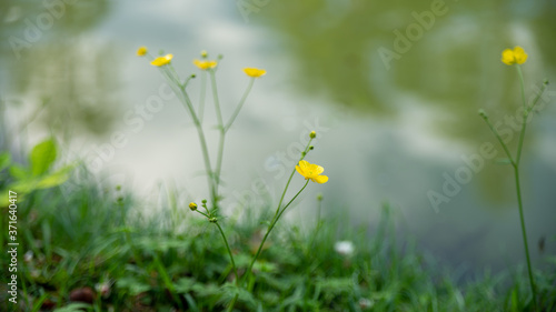 Yellow ranunculus flower photo