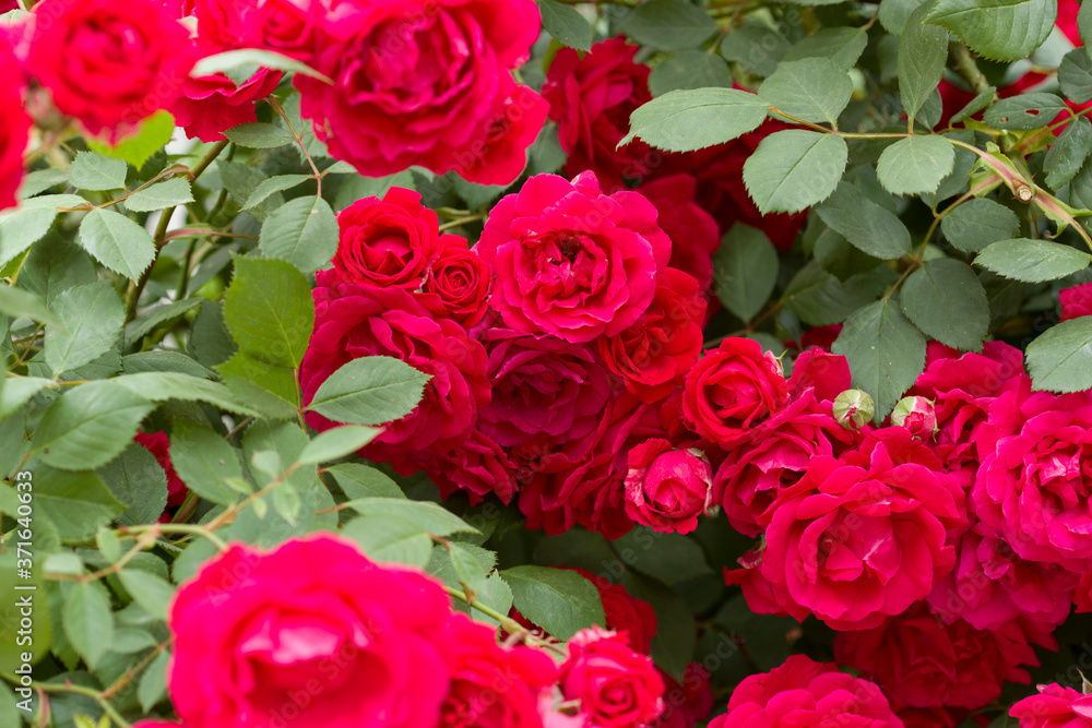 Red roses bush. Inflorescence of roses on a garden bush Red roses bush. Inflorescence of roses on a garden bush