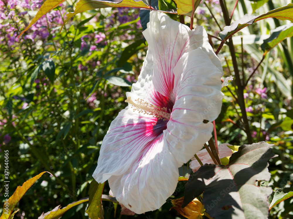 Gros plan sur une grande fleur solitaire d'hibiscus ou rose des marais,  blanche, veinée de rouge crise, centre rouge carmin et longues étamines  blanc crème Photos | Adobe Stock