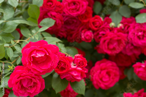 Red roses bush. Inflorescence of roses on a garden bush