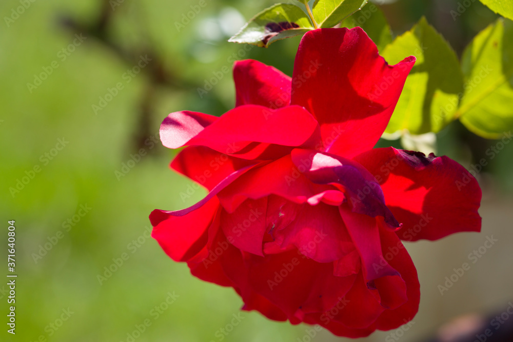 Red Rose on the Branch in the Garden. Close-up photo Red Rose on the Branch in the Garden. Close-up photo
