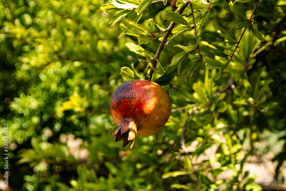 Pomegranates Pomegranates