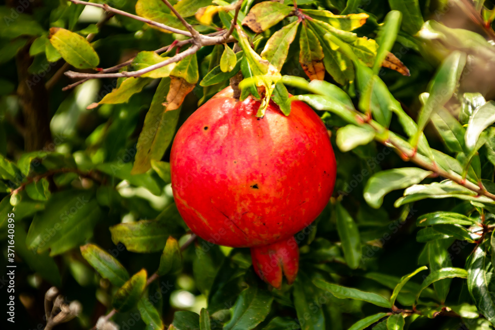 Pomegranates Pomegranates
