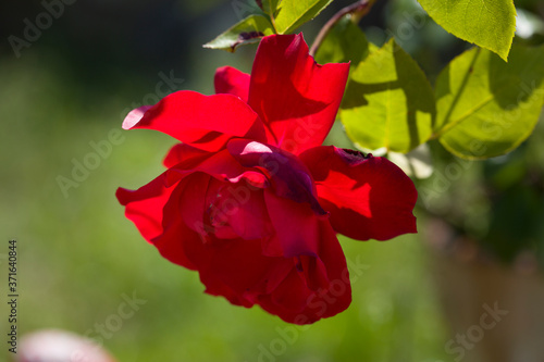 Red Rose on the Branch in the Garden. Close-up photo