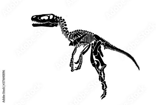 Vector  silhouette of tyrannosaurus skeleton isolated on white background,graphical  illustration