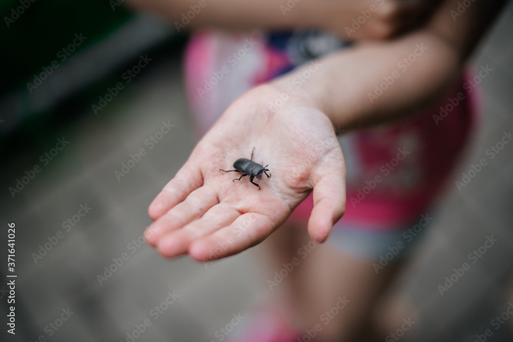 Obraz premium Käfer auf Kinderhand
