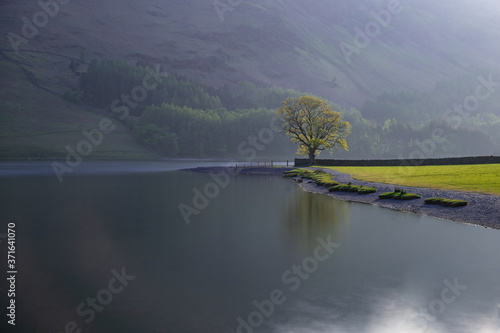 Misty lonely tree  morning on the lake