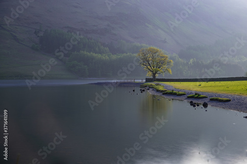 lonely tree  morning on the lake