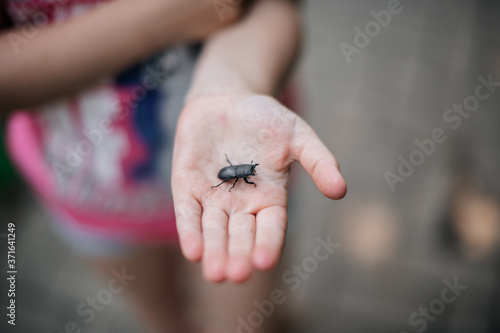 der käfer sitzt auf der hand
