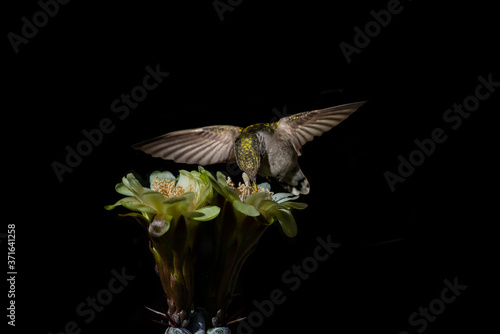 Costa's Hummingbird (Calypte costae) Feeding on a Stenocereus beneckei Succulent Bloom photo