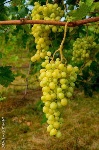 Wallpaper Mural raisin chasselas de Moissac Torontodigital.ca