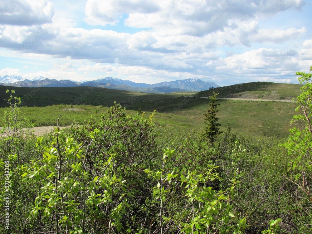 Views of the Tundra of Denali National Park Alaska