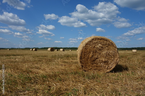 Rural landscape with bales of hay in the harvest season