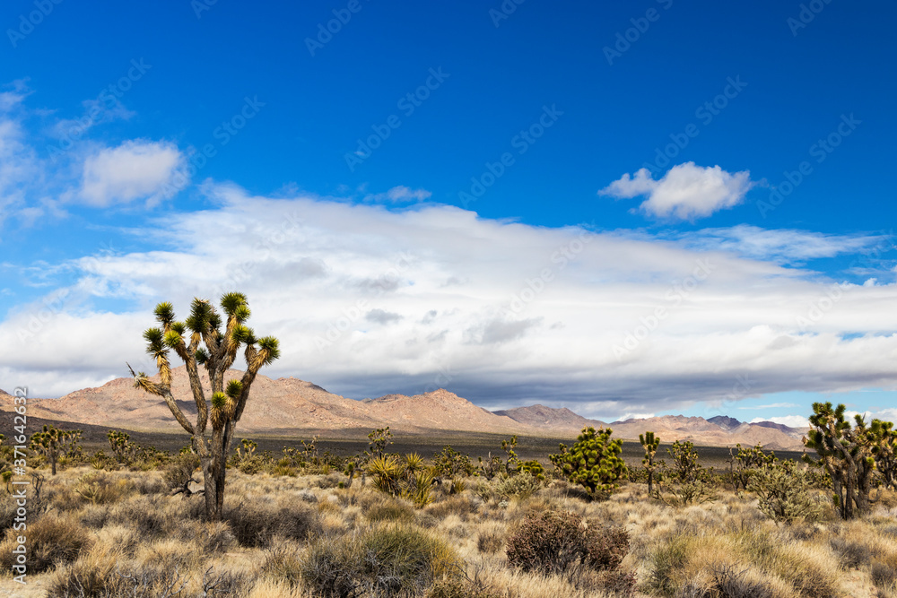 American Southwest Desert Landscape with Joshua Trees