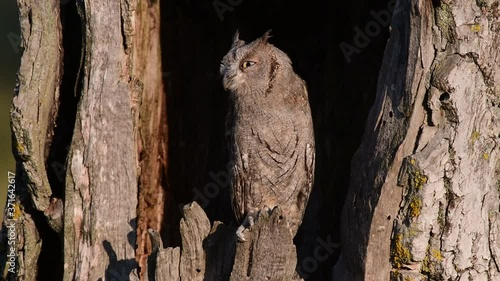 Scops Owl looking out of nesthole photo