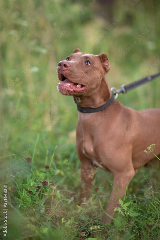 Portrait of a formidable pit bull terrier in the green grass. Close-up photographed. Portrait of a formidable pit bull terrier in the green grass. Close-up photographed.