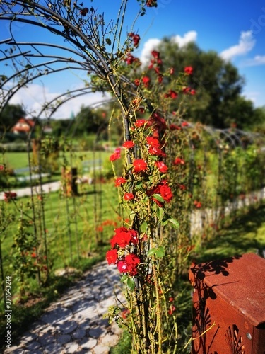 Garden roses in the fairy garden