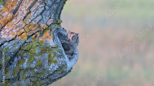 Scops Owl looking out of nesthole. Otus scops photo