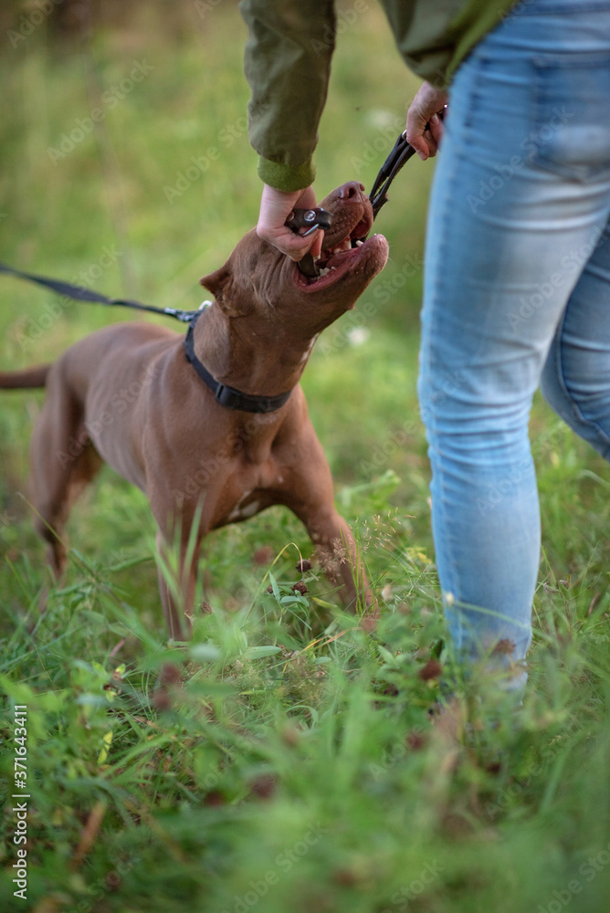 Portrait of a formidable pit bull terrier in the green grass. Close-up photographed. Portrait of a formidable pit bull terrier in the green grass. Close-up photographed.