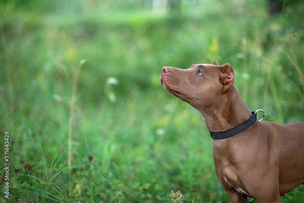Portrait of a formidable pit bull terrier in the green grass. Close-up photographed. Portrait of a formidable pit bull terrier in the green grass. Close-up photographed.